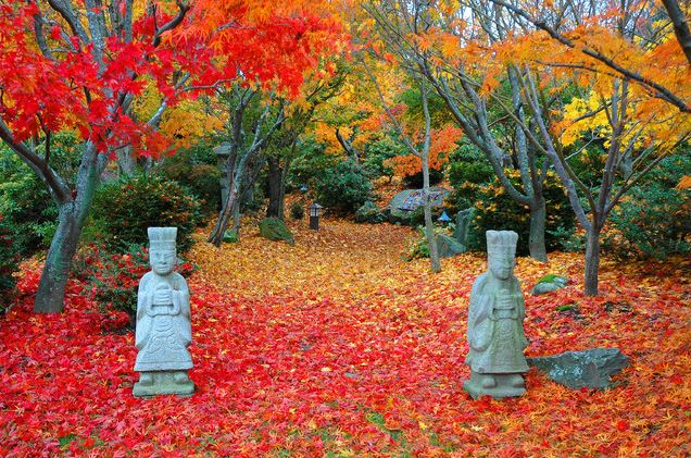 11 Trees for Brilliant Fall Colour