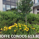 Condos Ottawa Condominiums Woodroffe