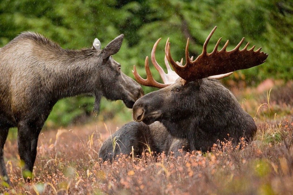 1280px-moose_animal_pair_bull_and_cow_moose